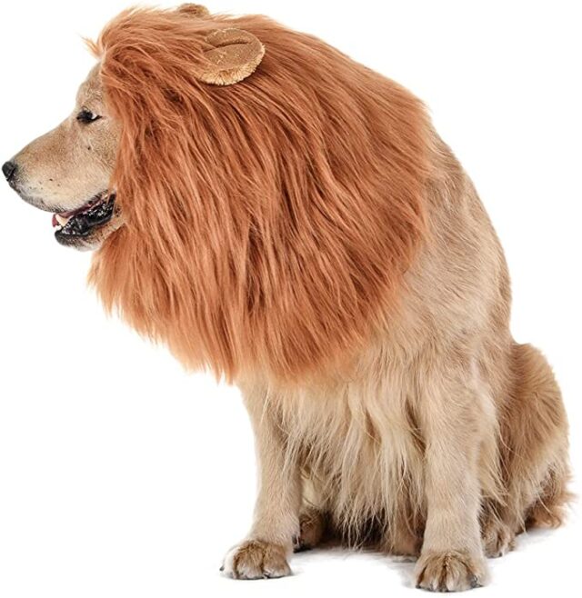 Hond leeuwen kostuum