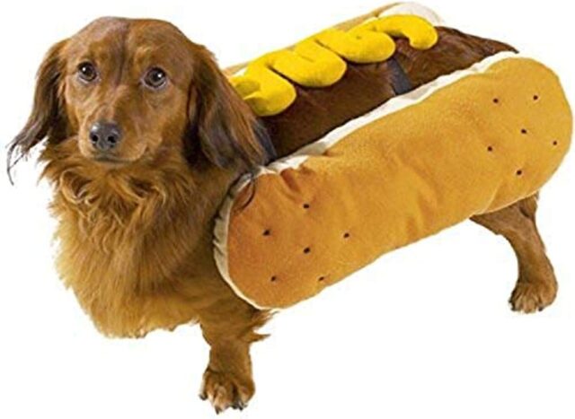 Teckel die hot dog draagt