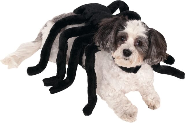 Spider harnas kostuum