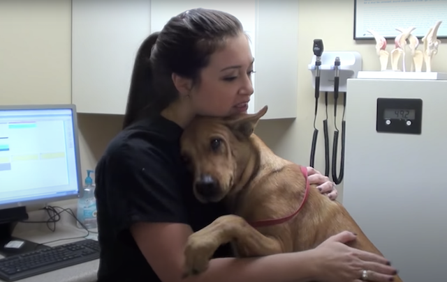 Hond overleeft euthanasie