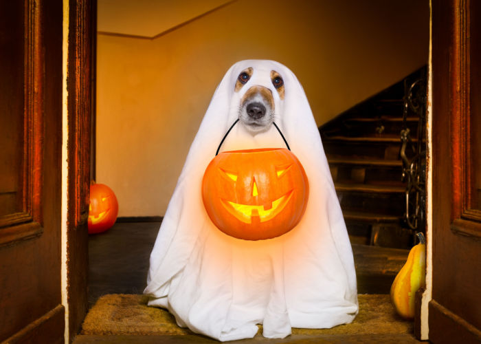 Hond-in-halloween-kostuum