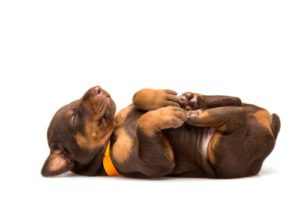 Hoeveel slapen honden en waarom