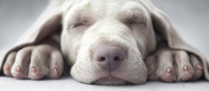 Hoeveel uur per dag slapen honden?