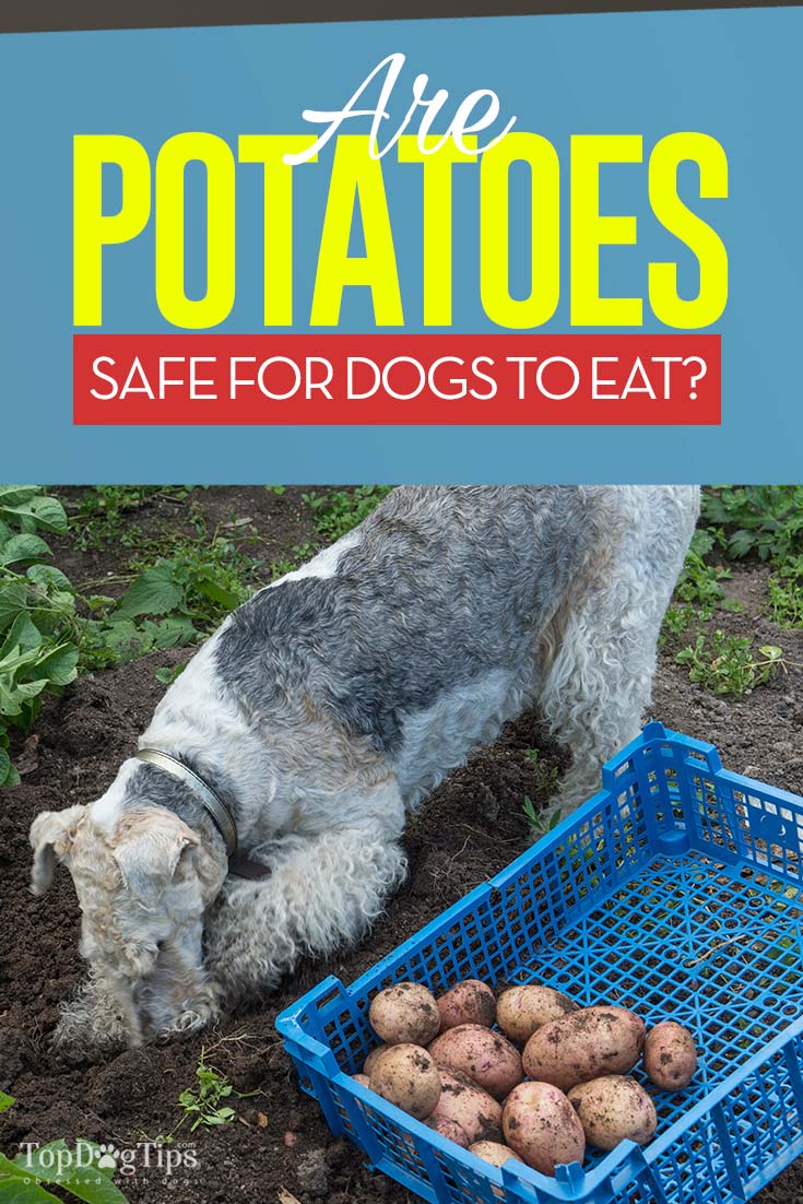 Kunnen honden aardappelen eten