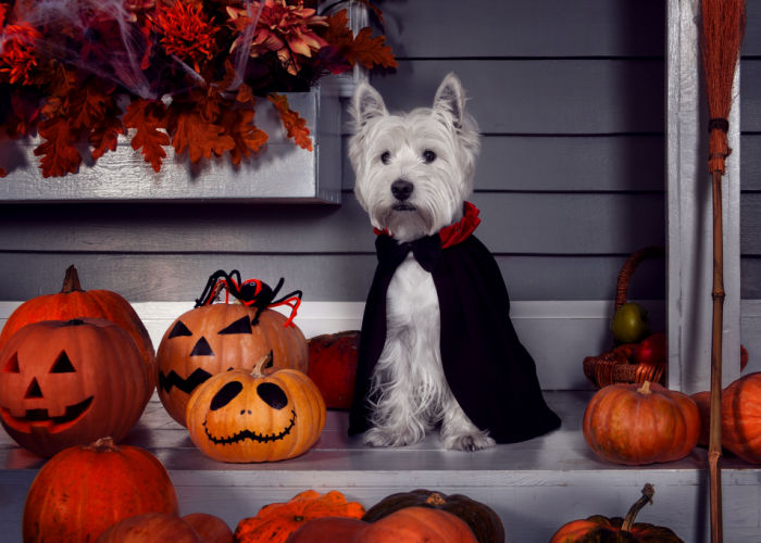 halloween-dracula-hond