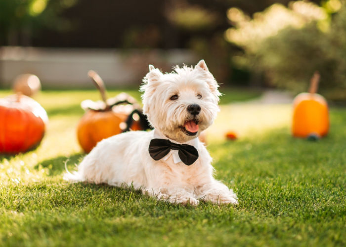 halloween activiteiten voor honden wat te doen