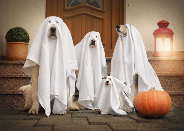 halloween activiteiten voor honden met hond speelkameraadjes