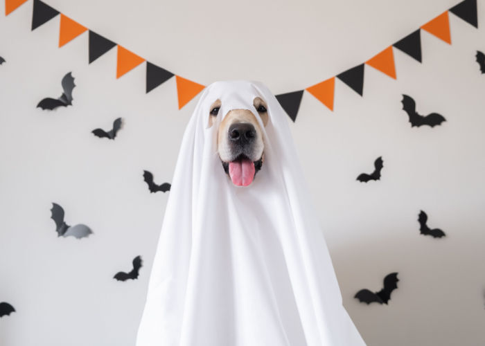 halloween activiteiten voor honden organiseren een feest