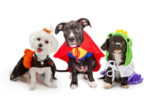 Halloween-activiteiten voor honden huisdier kostuums