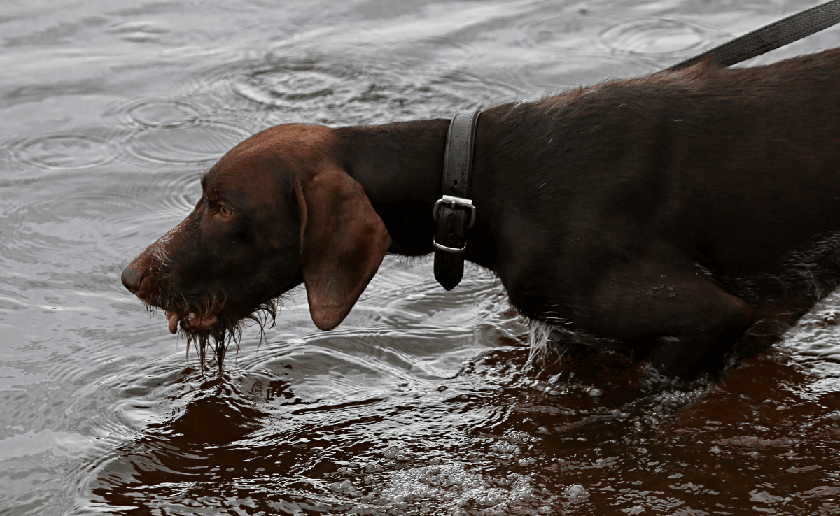 Brovn jager hond drinkwater in de rivier.