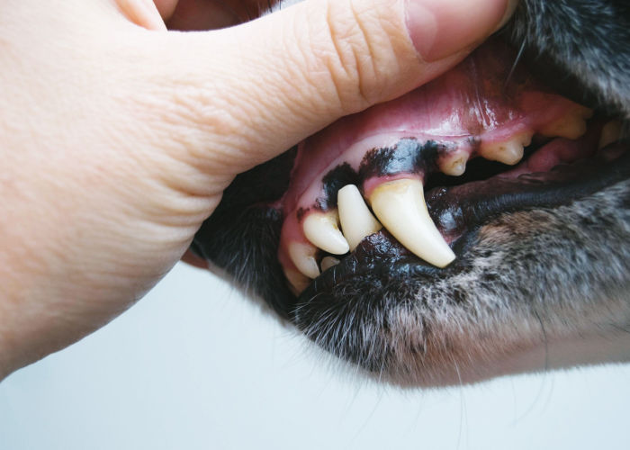 Is zwart tandvlees bij honden normaal