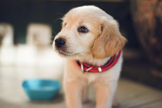 Puppy met rode halsband