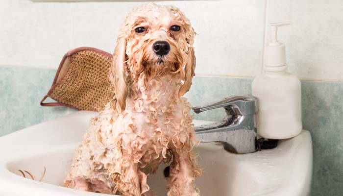 Waarom het gebruik van menselijke shampoo op honden gevaarlijk is