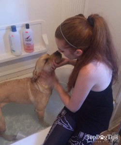 Waarom het gebruik van menselijke shampoo op honden gevaarlijk is voor honden