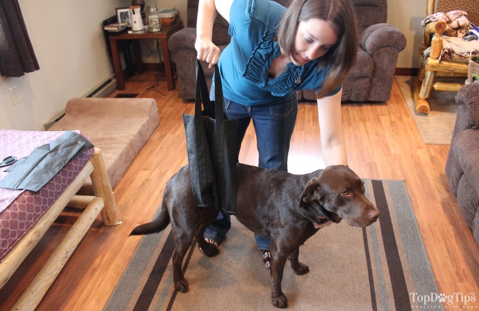 Hoe maak en gebruik je een achterpoot sling voor honden