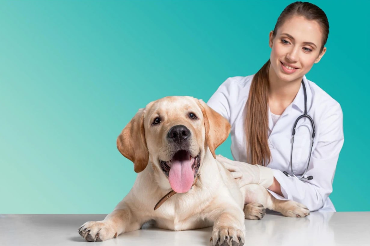 Longontsteking bij honden controleren bij dierenarts