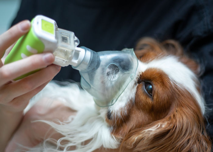 longontsteking bij hondenbehandeling