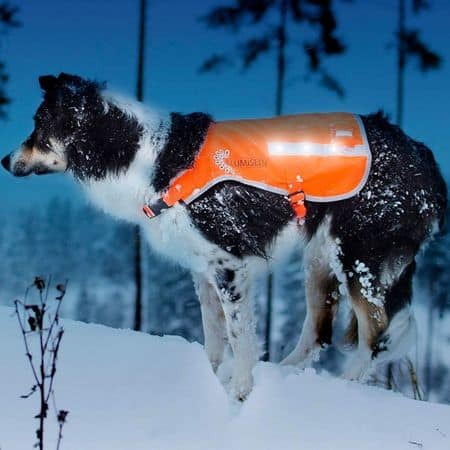 Illumiseen Reflecterende LED Dog Safety Vest