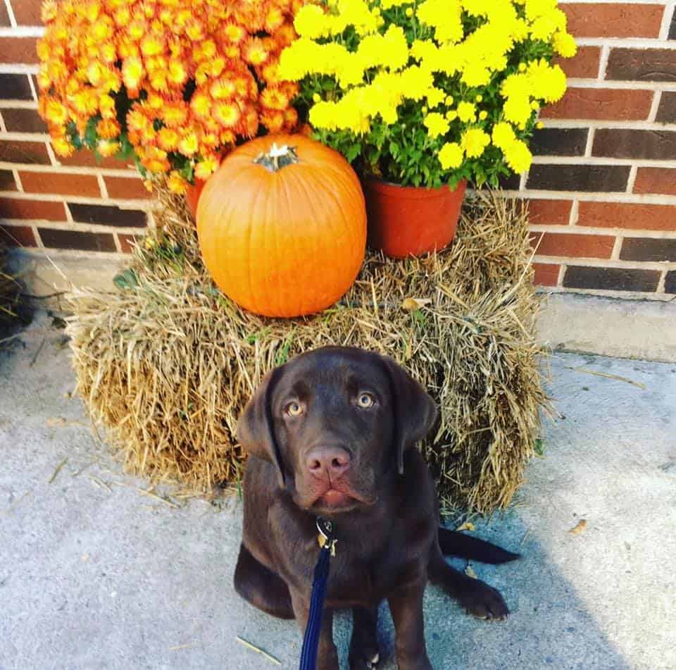 Puppyfoto van Palmer (Ruby x Spencer) genietend van zijn eerste herfst! Palmer is nu 5! Gedeeld door eigenaar, Kaitlin Barrett