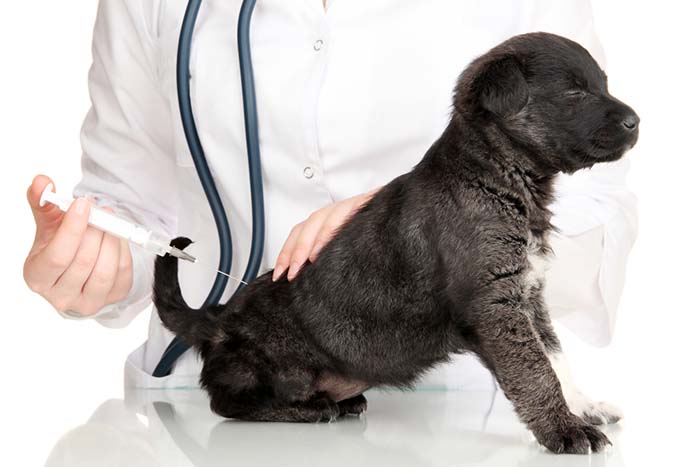 Vergeet niet om uw puppy voor de reis te vaccineren