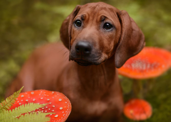 herfst-gevaar-voor-honden-giftige-paddenstoel