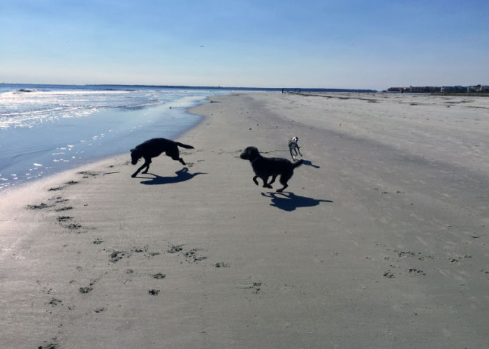 Honden rennen op een strand in Georgië