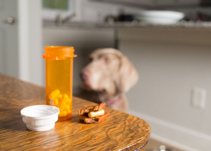 Geneeskunde voor honden