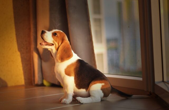 4 Beste supplementen voor Beagle Puppies (+1 om te vermijden)