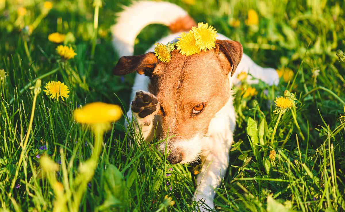 Allergie seizoen concept met hond die zijn oog uitveegt door bloempollen