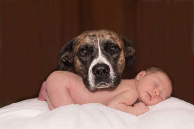 Hond met pasgeboren baby