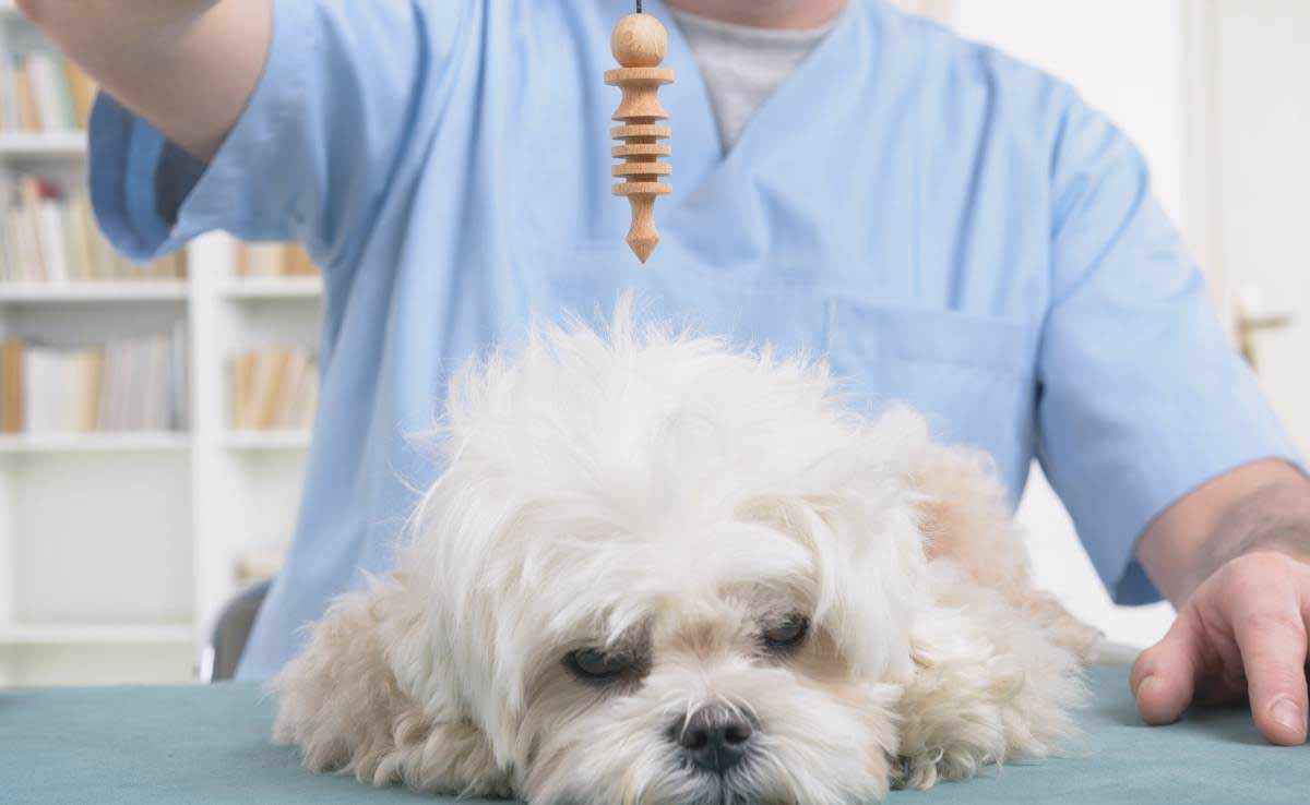 Dierenarts die slinger gebruikt om de gezondheid van de hond te controleren