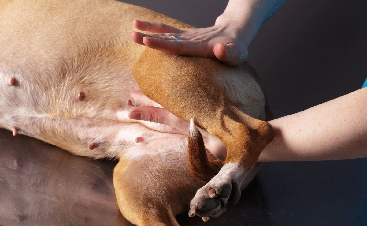 hond krijgt een massage voor fysiotherapie