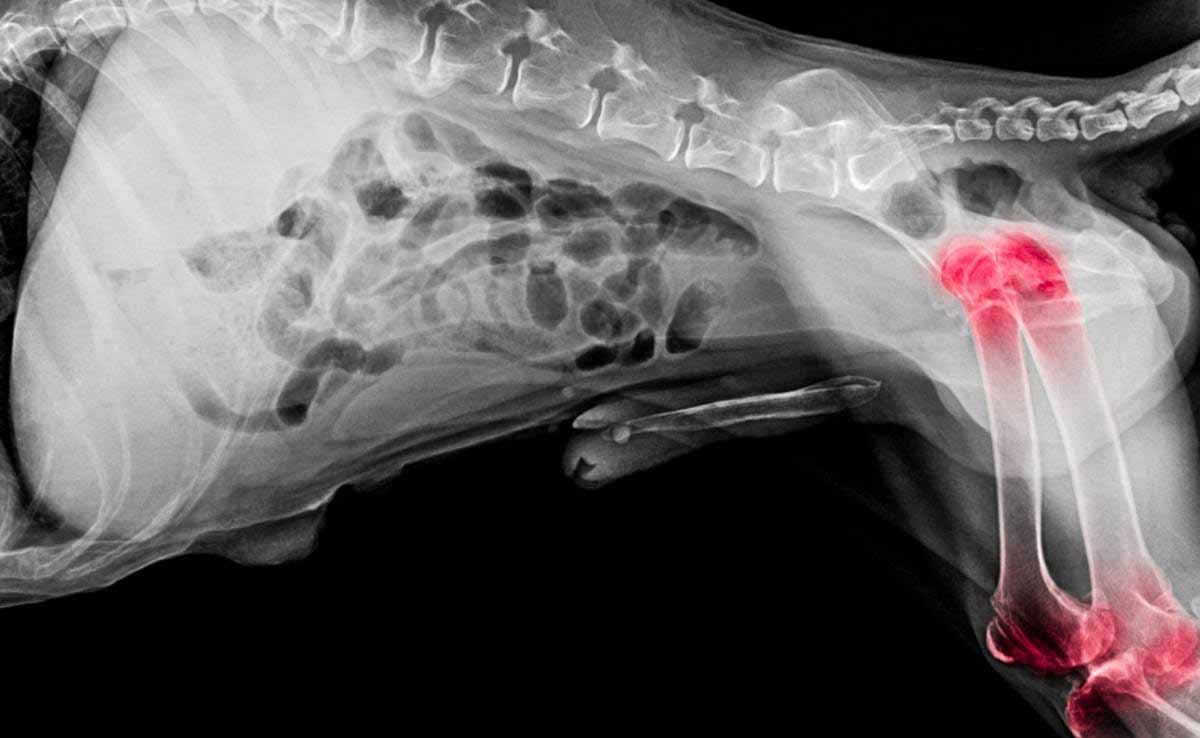 Röntgenfoto van de botten van de hond waarop kanker te zien is