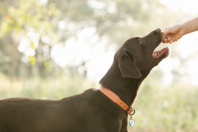 Beste urine-, nier- en blaassupplementen voor honden