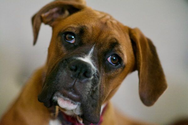 Close-up portret van boxer hond thuis