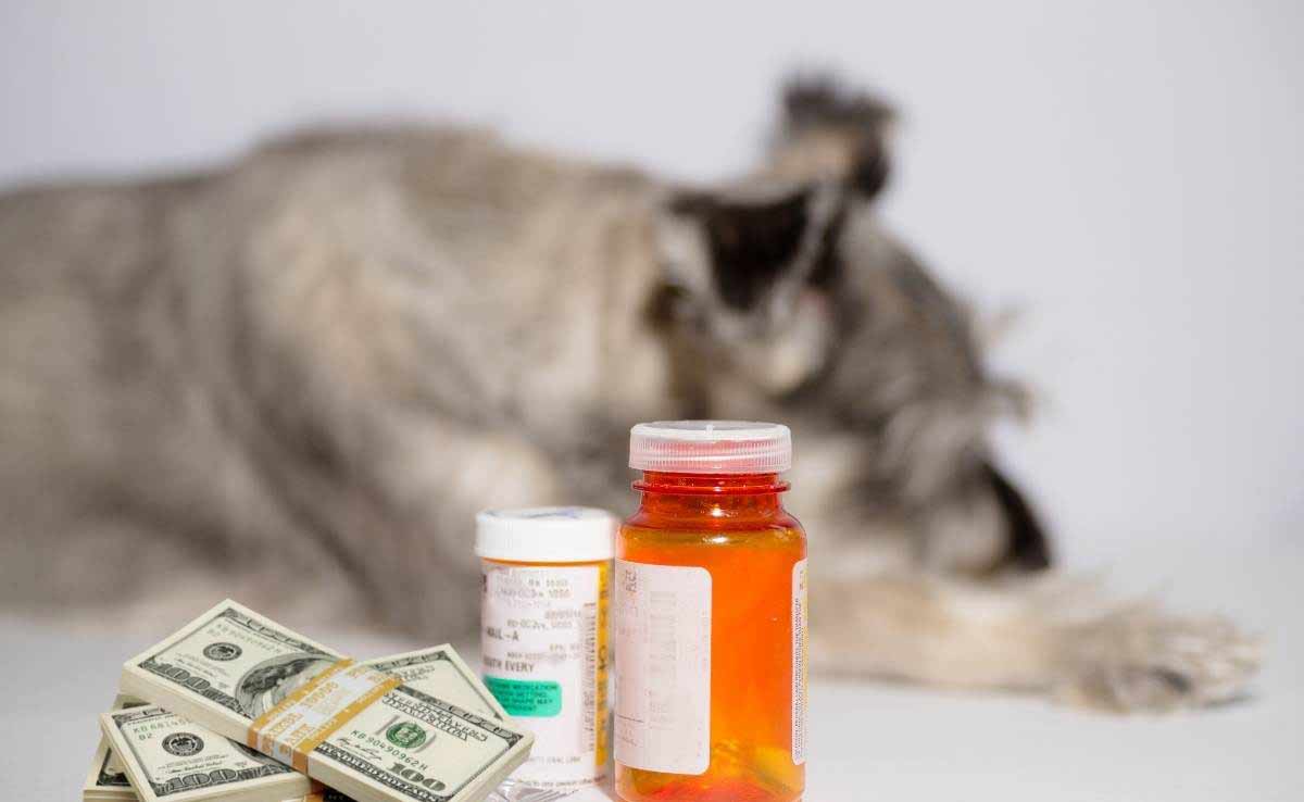 Senior schnauzer hond geïsoleerd op wit met medicijnen, pillen en geld.