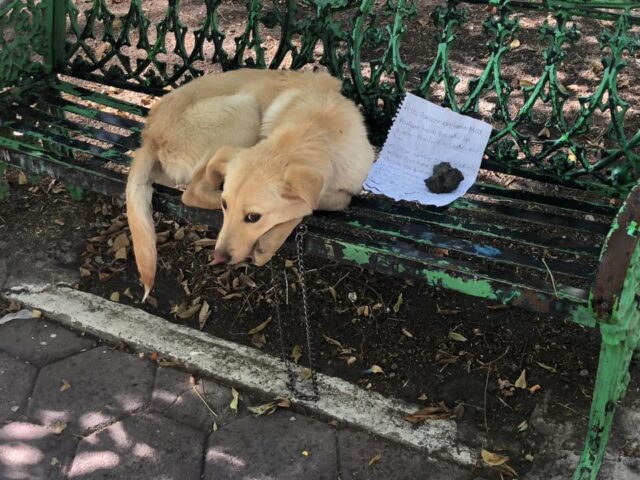 Hond achtergelaten op bank