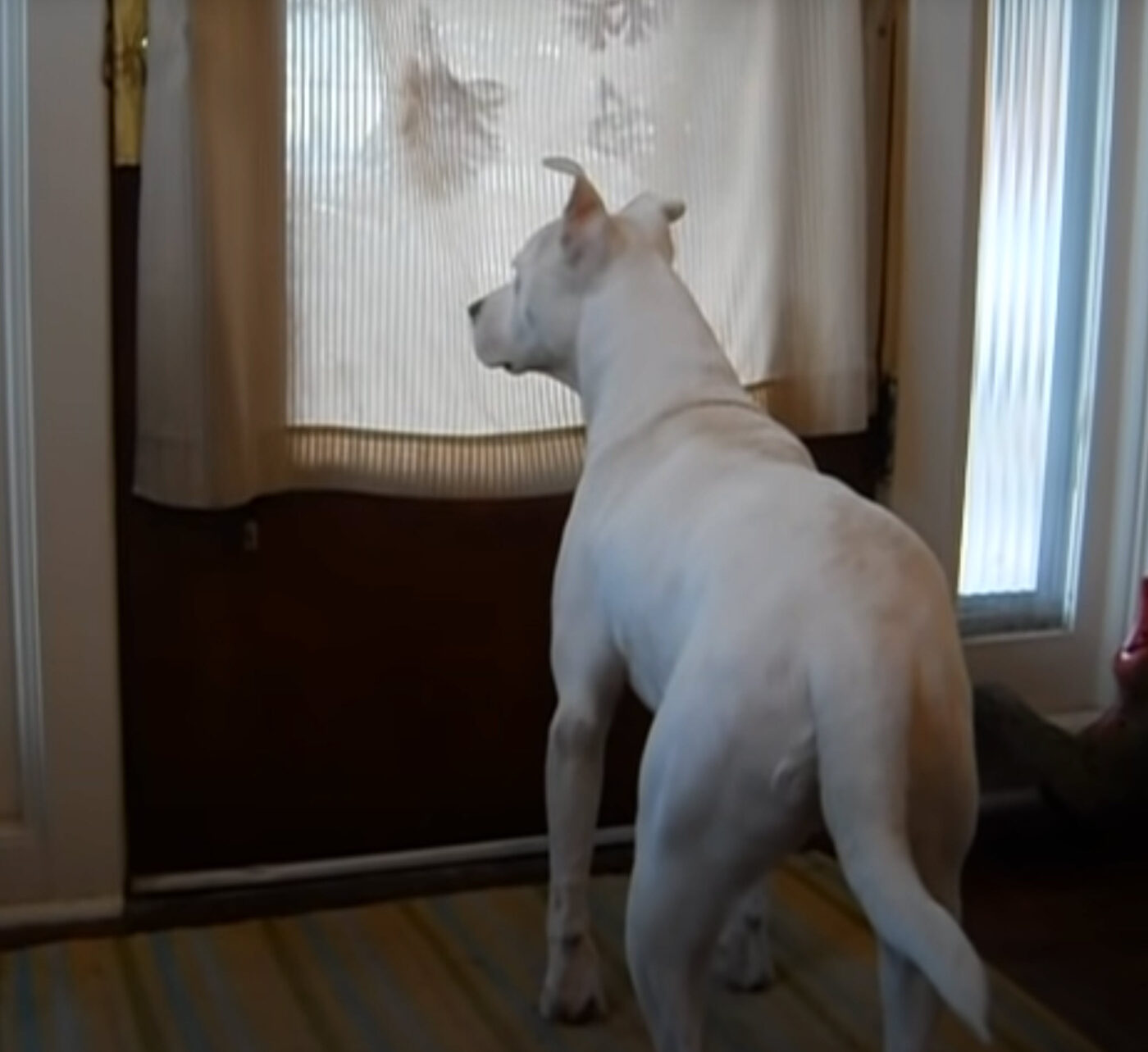 Dove hond verlangt naar zijn vader en 'wacht' bij de voordeur tijdens hele uitzending