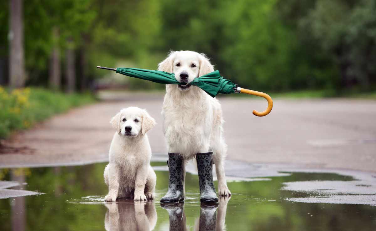 Golden retriever hond en puppy in een plas met paraplu