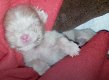 Fokker kon niet profiteren van kleine Albino-puppy, dus liet hij hem op de grond liggen
