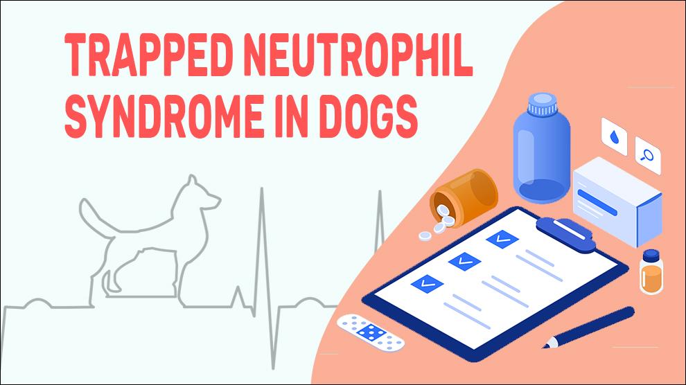 Gevangen Neutrofielen Syndroom bij Honden