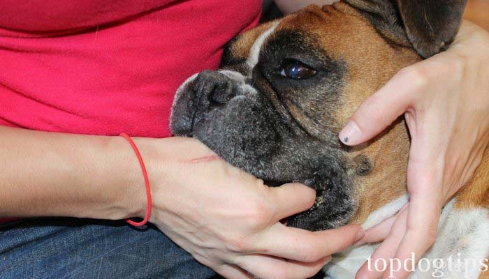 Luik plaag Partina City Hoe geef je een hond medicijnen? - Stichting Signaal Hond: Alles over honden