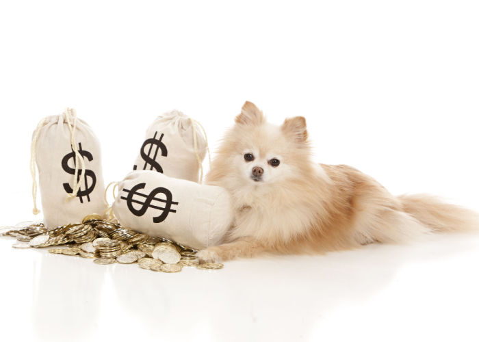 Hond-met-geld-voor-dagopvang-kosten