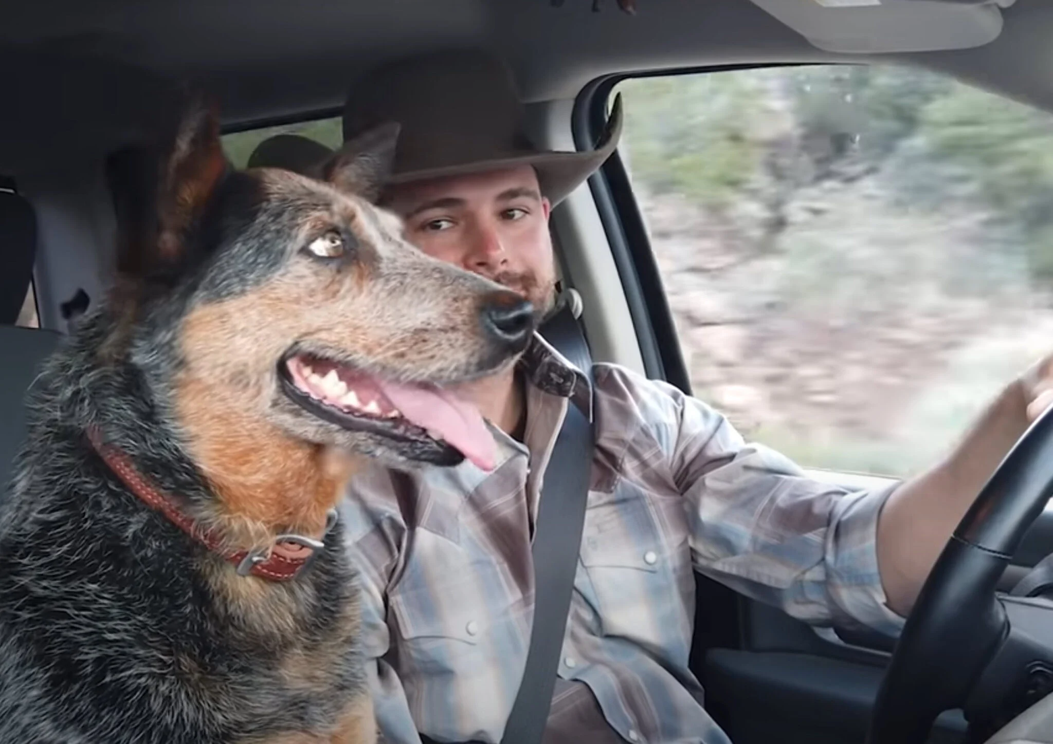 Hond houdt van Country muziek, maar één liedje is haar favoriet