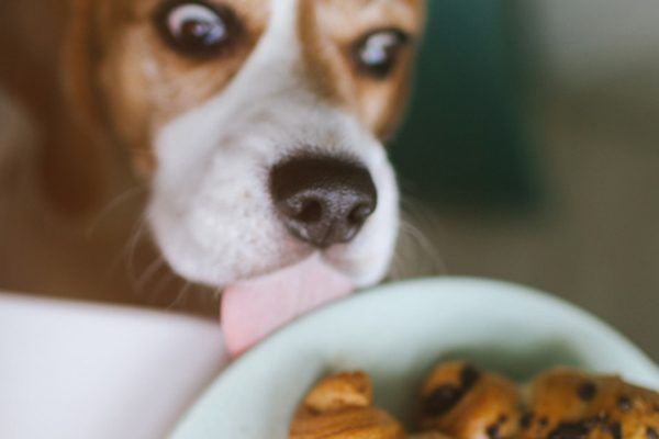 Een beagle staat op het punt chocoladecroissants te eten.