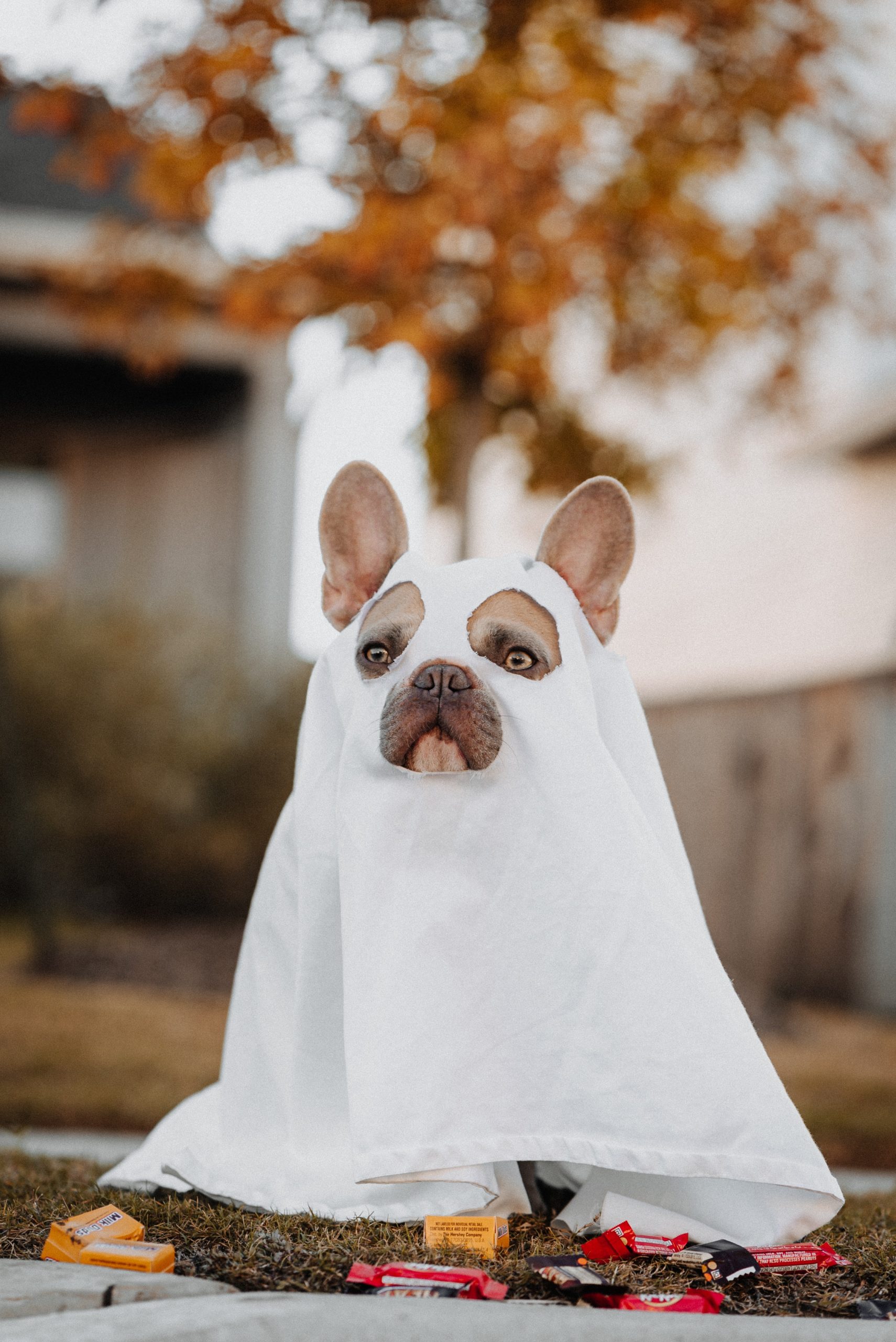 Houd je hond veilig en gezond deze Halloween