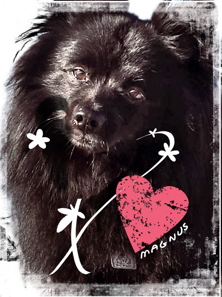 Zwarte kleinspitz hond Magnus