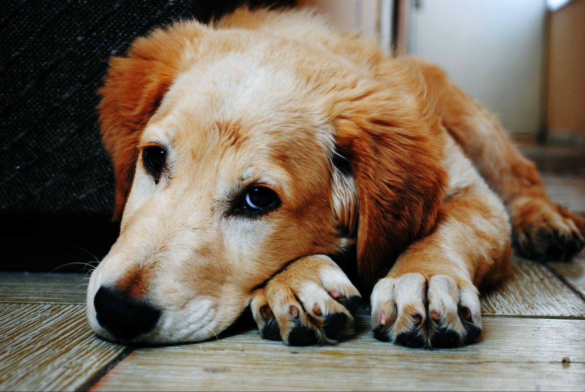 Longontsteking bij honden symptomen