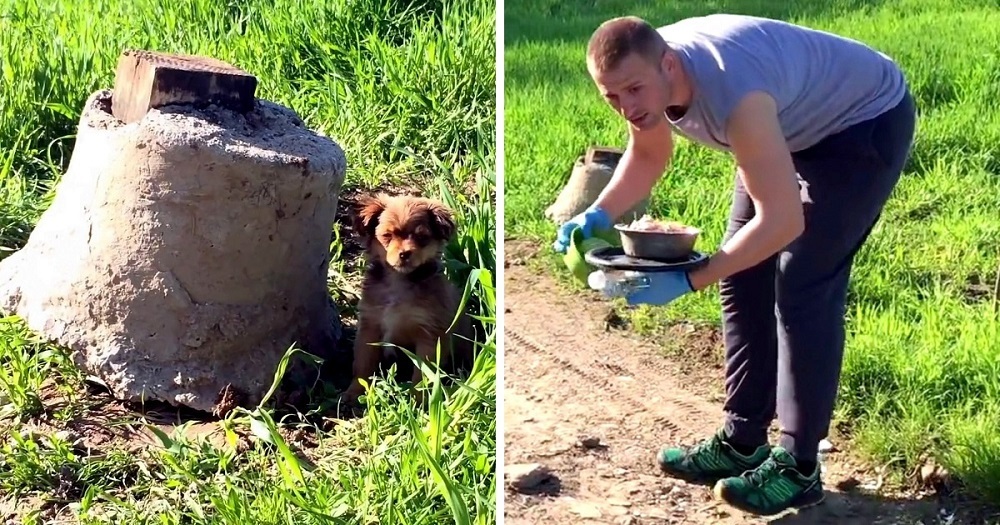 Man dacht dat hij een puppy zou redden, maar hij werd 'in een hinderlaag gelokt en aangevallen'