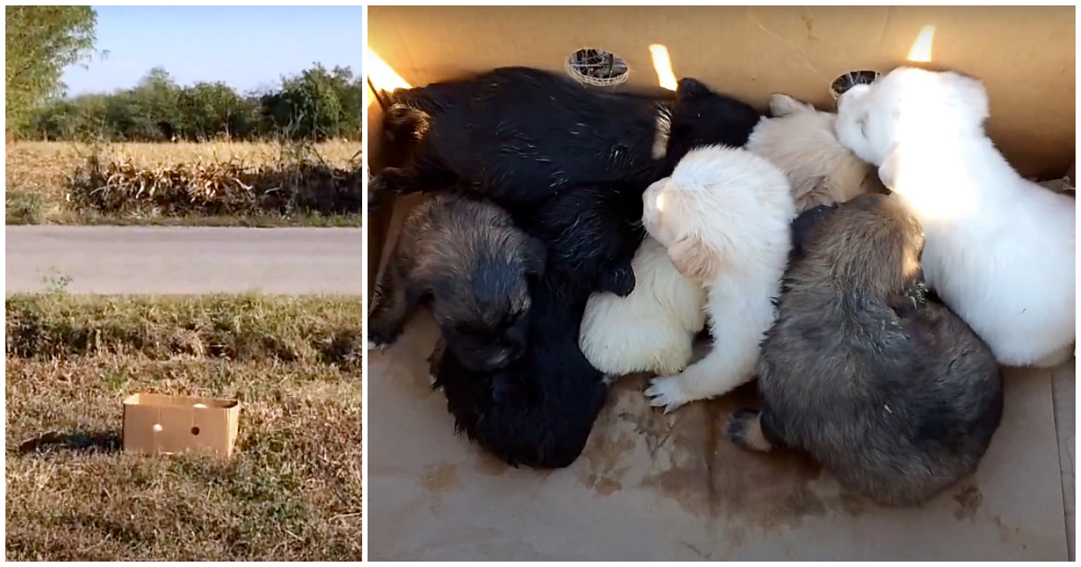 Man scheurde pasgeboren puppy's van hun moeder & liet ze achter langs de weg in doos